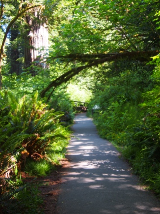 Trail leading to Big Tree