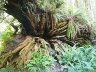 Base of a downed redwood on the trail